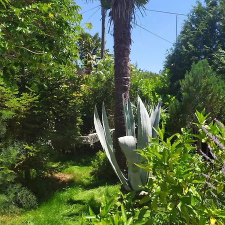 Novigrad فيلة *